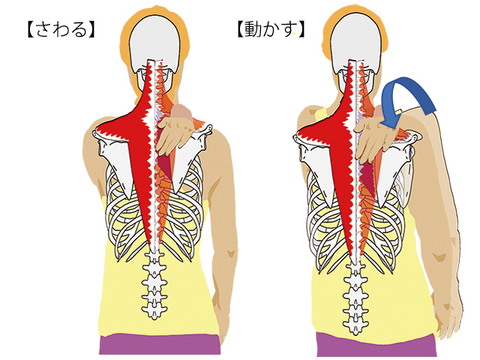 肩甲骨をしっかりゆるめる 背中の不調の整え方 Mylohas