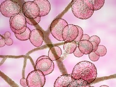 抗生物質が効かないなんて! 耐性菌「スーパーバグ」に感染しやすい人は?