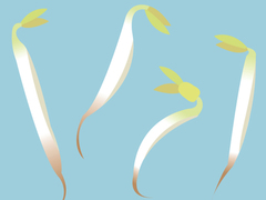 【クイズ】もやしには栄養がある? ない?