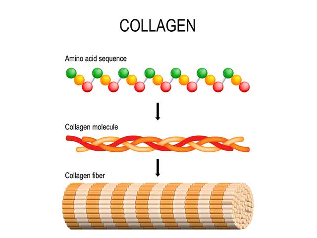 collagen