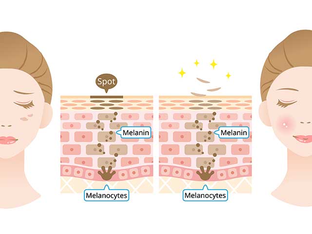 Structure inside the skin