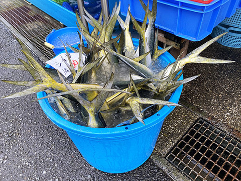 鮮魚店で シイラ という魚が こぐれひでこの ごはん日記 Mylohas