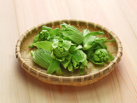 苦すぎない ふきのとう を選ぶには 管理栄養士が教える調理のコツ Mylohas