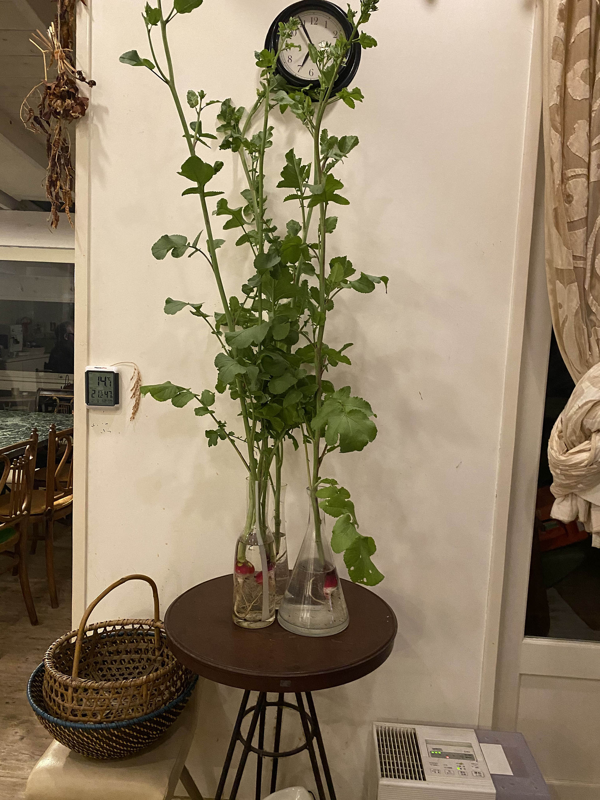 21.03.19_c_radisdanslesvases