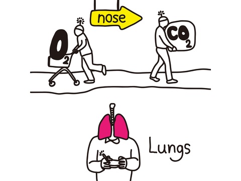 肺の劣化は補える 肺活 でふだんの呼吸が深くなる Mylohas