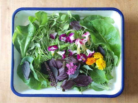 野菜やハーブを育ててみたい 良原リエさんが 食べられる庭づくり を指南 Mylohas