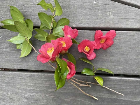 牛スジと大根煮 とエリックサウスのカレーを合体させて こぐれひでこの ごはん日記 Mylohas