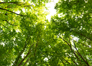 紅葉狩りにも使える プロが教える いつも以上に癒されるための森林浴法 Mylohas 紅葉狩りにも使える プロが教える いつも以上に癒されるための森林浴法 Mylohas