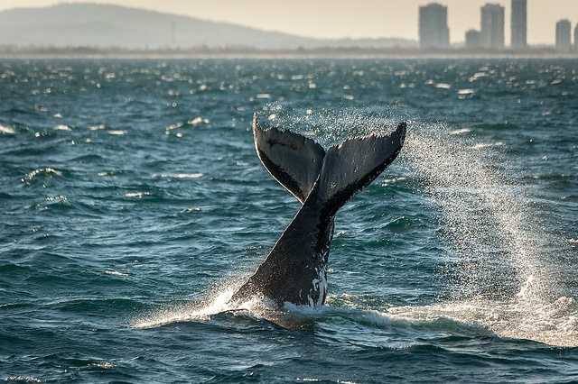 世界一孤独なクジラ 52 の歌が聴きたくて Roomie ルーミー