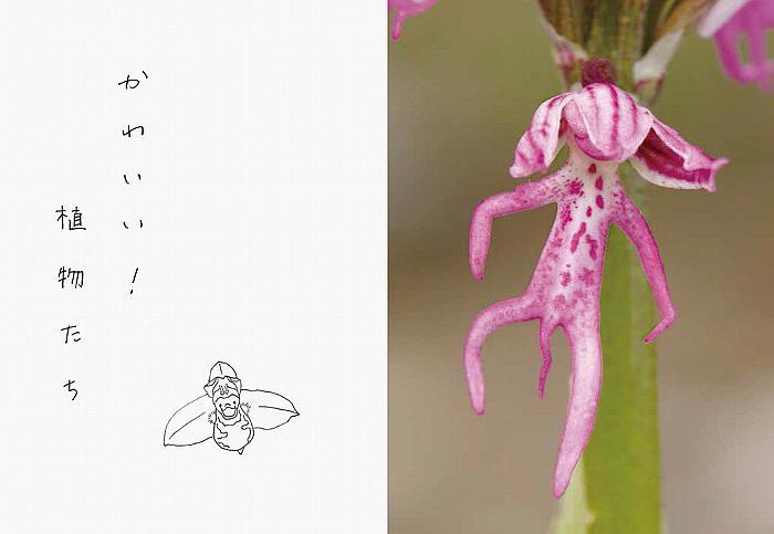 へんてこな植物」ってたくさんあるんだね | ROOMIE（ルーミー）