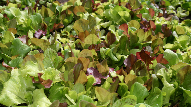 すぐ枯らす人にオススメ 余暇の時間に栽培できる 7つの野菜とその方法 Roomie ルーミー