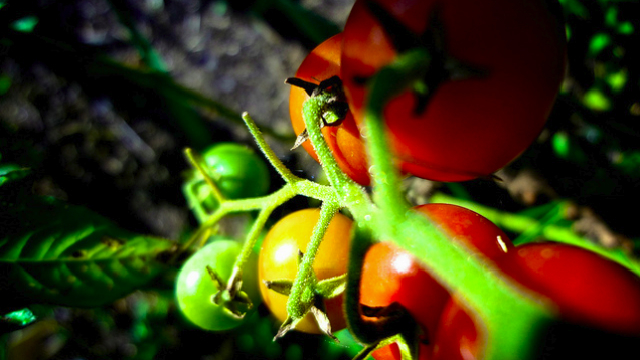 すぐ枯らす人にオススメ 余暇の時間に栽培できる 7つの野菜とその方法 Roomie ルーミー