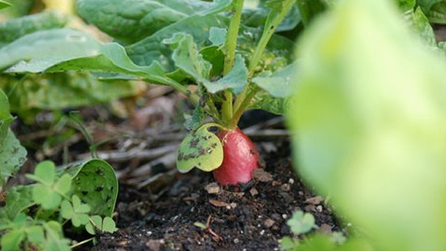 すぐ枯らす人にオススメ 余暇の時間に栽培できる 7つの野菜とその方法 Roomie ルーミー