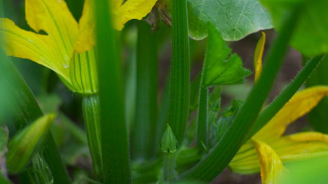 すぐ枯らす人にオススメ 余暇の時間に栽培できる 7つの野菜とその方法 Roomie ルーミー