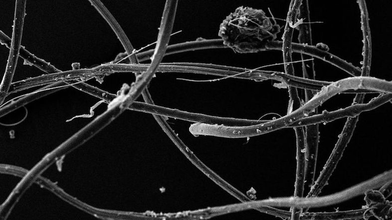 新たな研究によると、1回洗濯するたびに70万本もの顕微鏡でしか見えないほど微細なファイバーが放出されていることがわかりました。そのファイバーは下水処理場のフィルターをすり抜けられるほど小さく、自然環境へ流れ出し、壊れやすい生態系を脅かしているんだとか。
