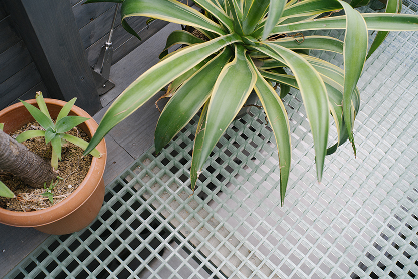 植物のナーセリー