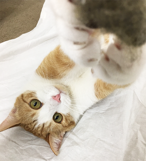 FLEXY PAW