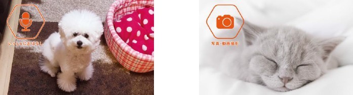 ペットに外出先でえさをあげるパウボ フラッシュ
