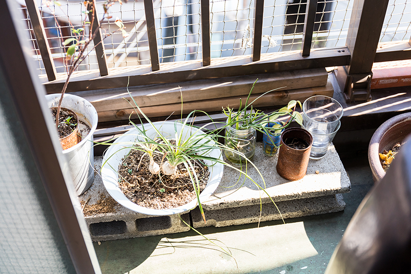 ベランダの植物
