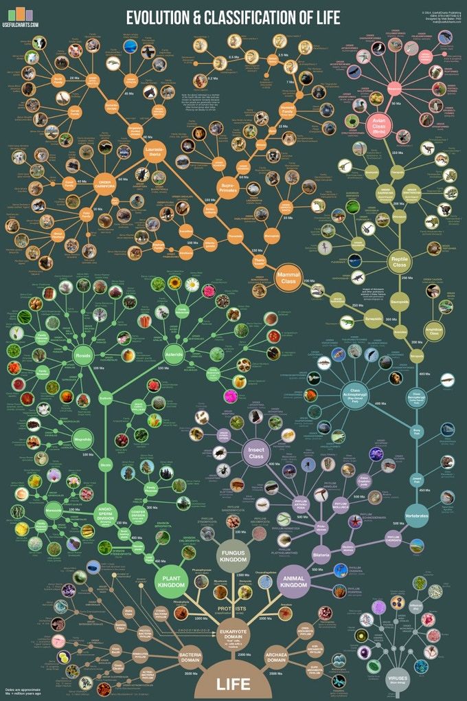 Timeline of World History Poster