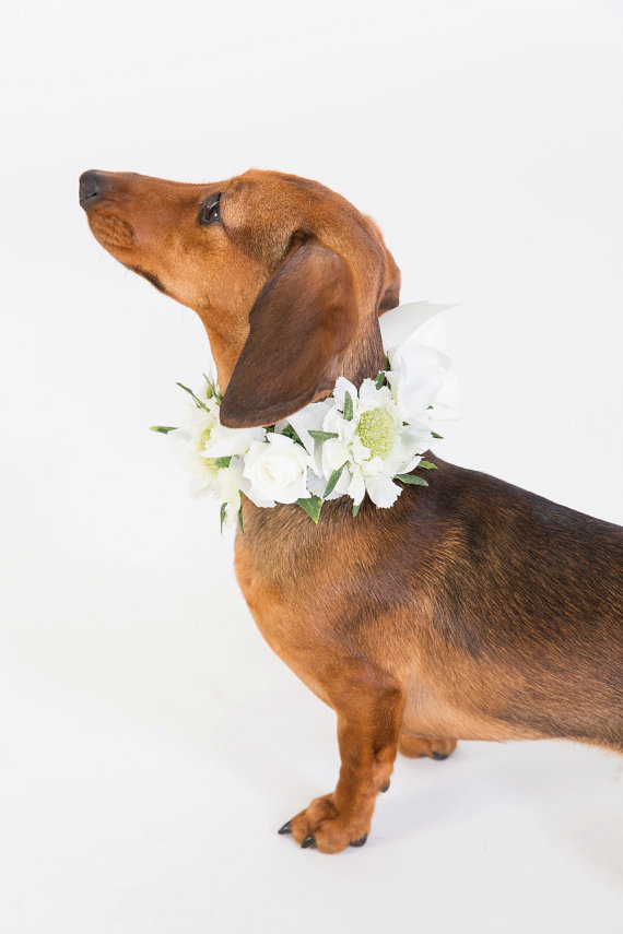 ほんのりドヤ顔 結婚式で愛犬につけさせたいお花の首輪 Roomie ルーミー