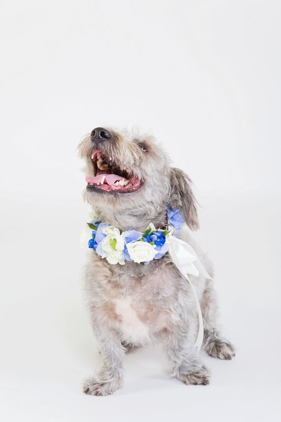 ほんのりドヤ顔 結婚式で愛犬につけさせたいお花の首輪 Roomie ルーミー