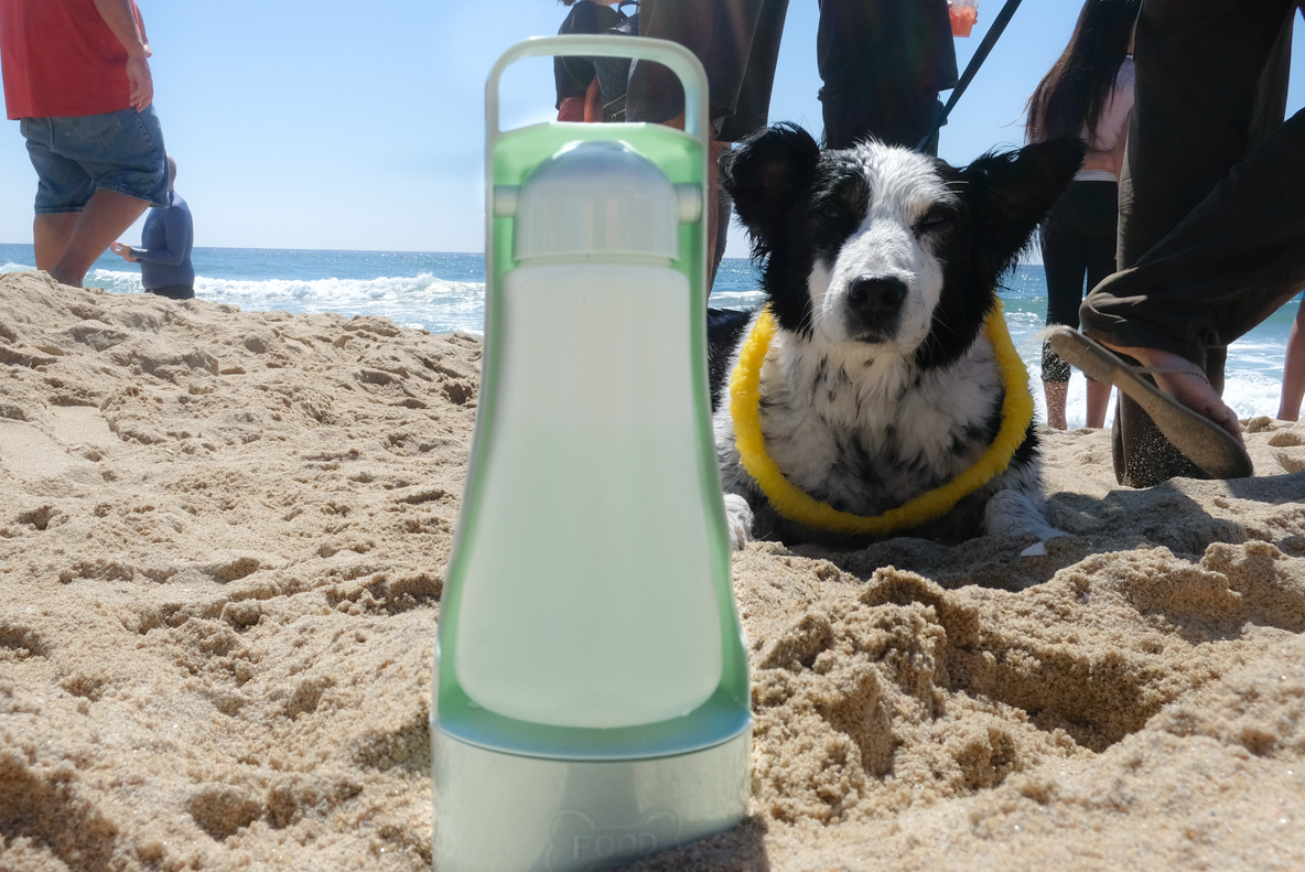The Pooch Company