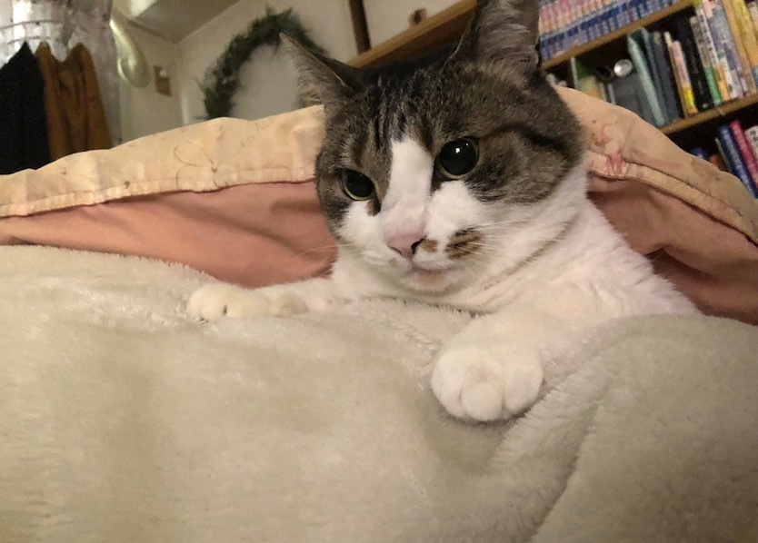 ねこ