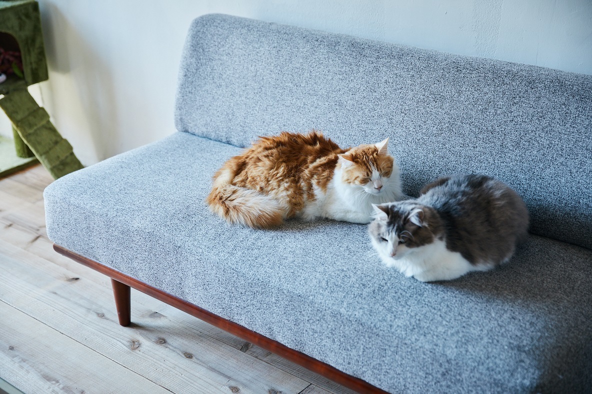 インダストリアルな空間を暖かく彩る、猫と緑と音楽。駒沢に魅せられた 