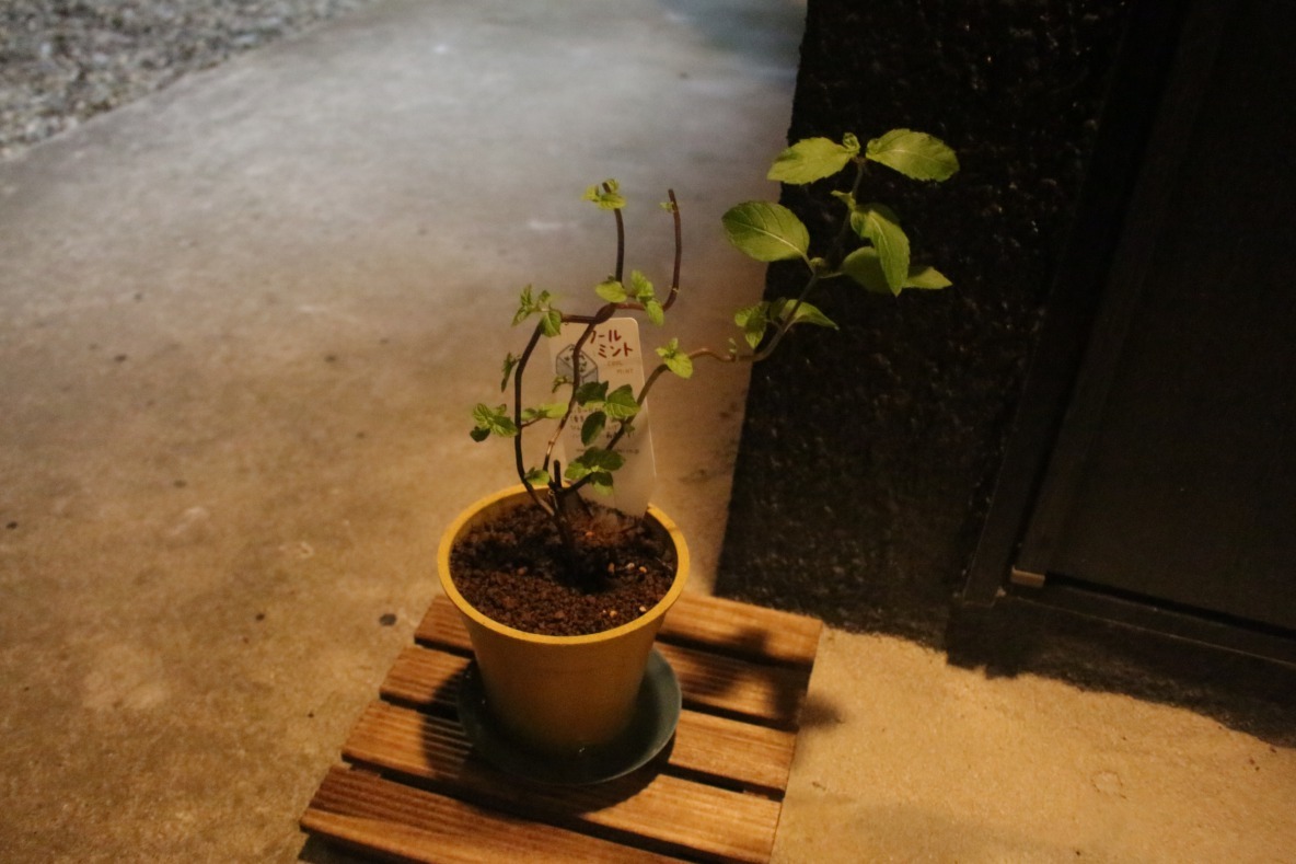 ミントのある暮らしを始めたら 家に帰るのが楽しみになったよ なぜなら Roomie ルーミー