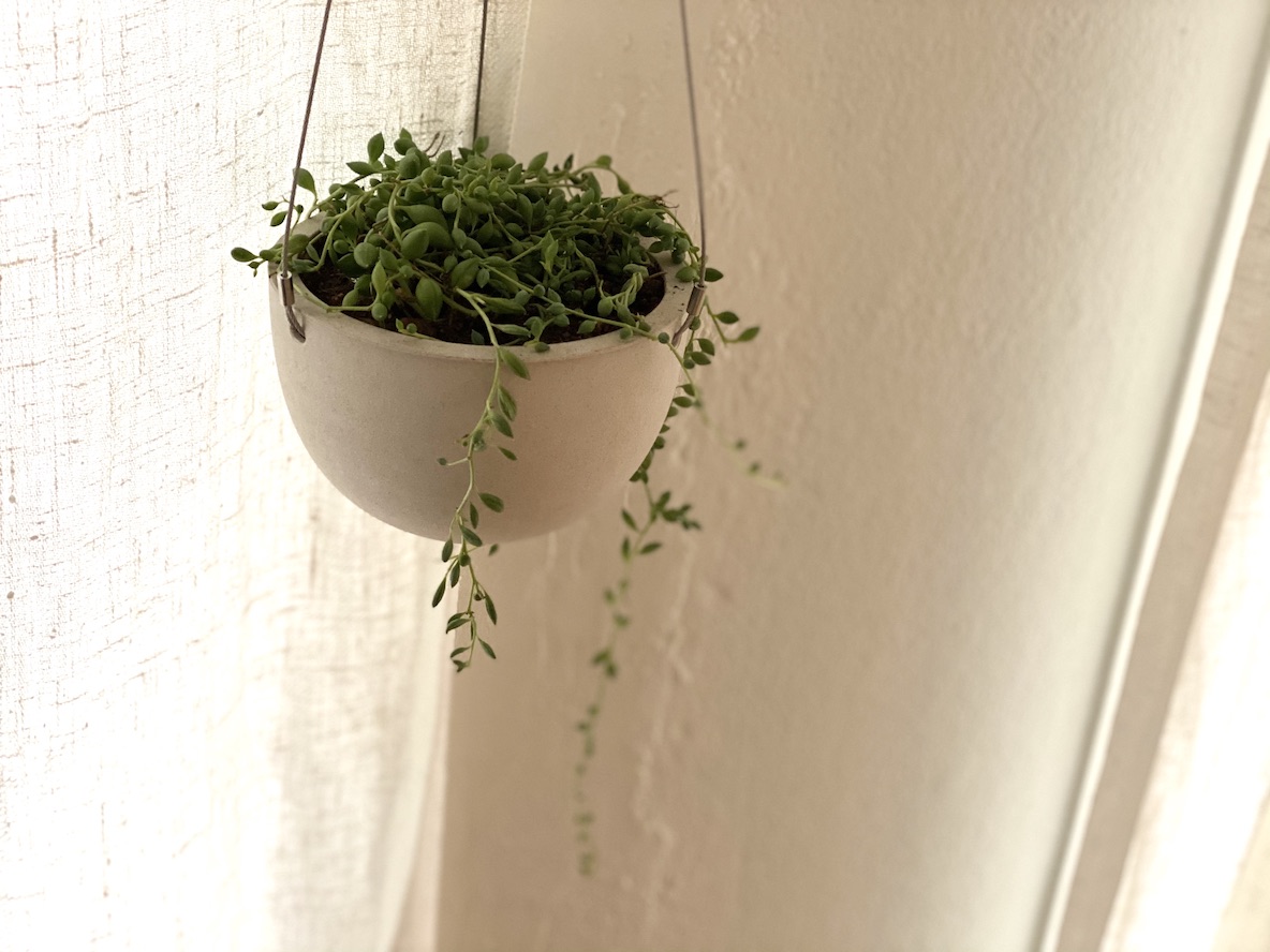 Kintoのプラントポットで観葉植物デビュー 600円で買った植物も 植え替えるだけでキラキラ感が漂います Roomie ルーミー