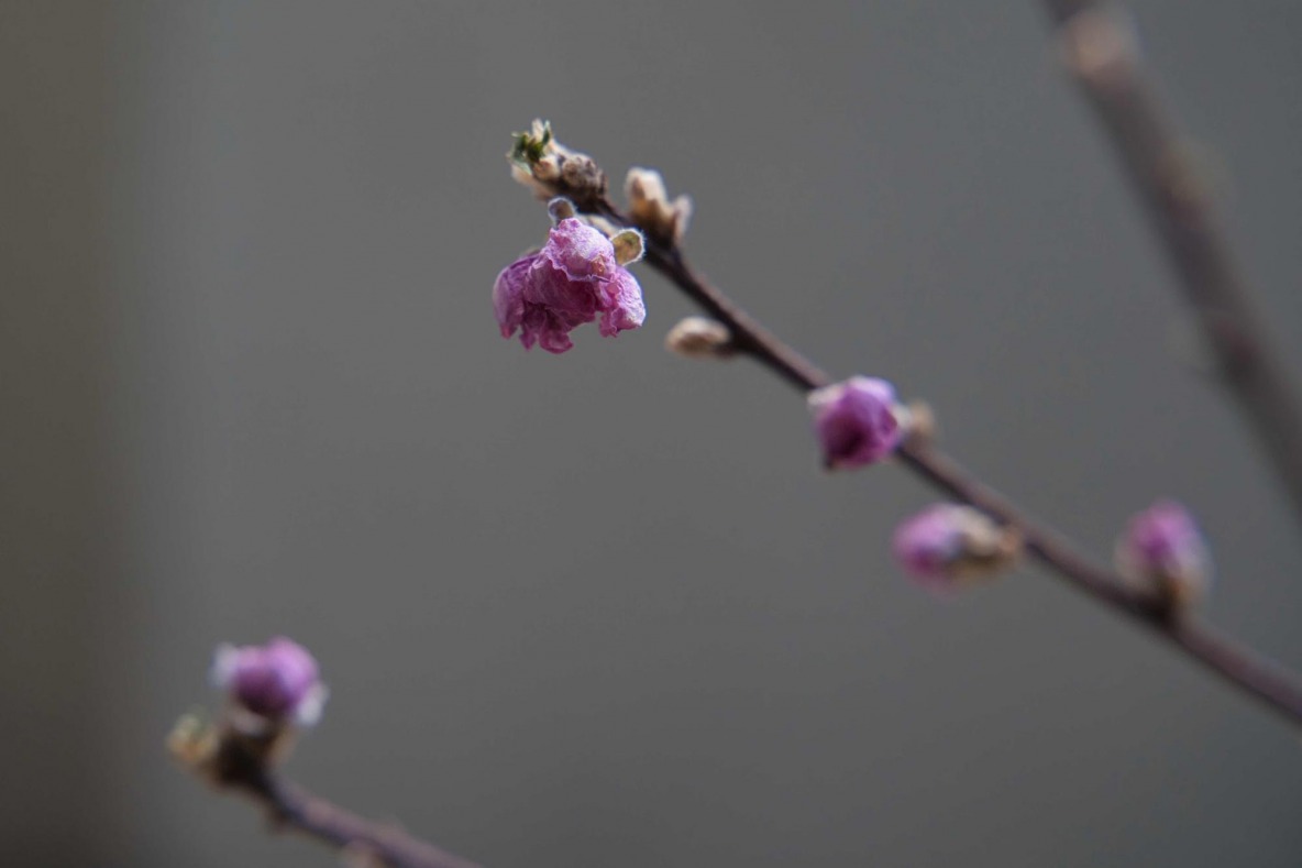 せっかく買ってきた花が「すぐにシワシワになっちゃう」問題を解決! 飾る前にやってほしい〇〇〇とは? | ROOMIE(ルーミー) せっかく買ってきた花が「すぐにシワシワになっちゃう」問題を解決! 飾る前にやってほしい〇〇〇とは? | ROOMIE(ルーミー)