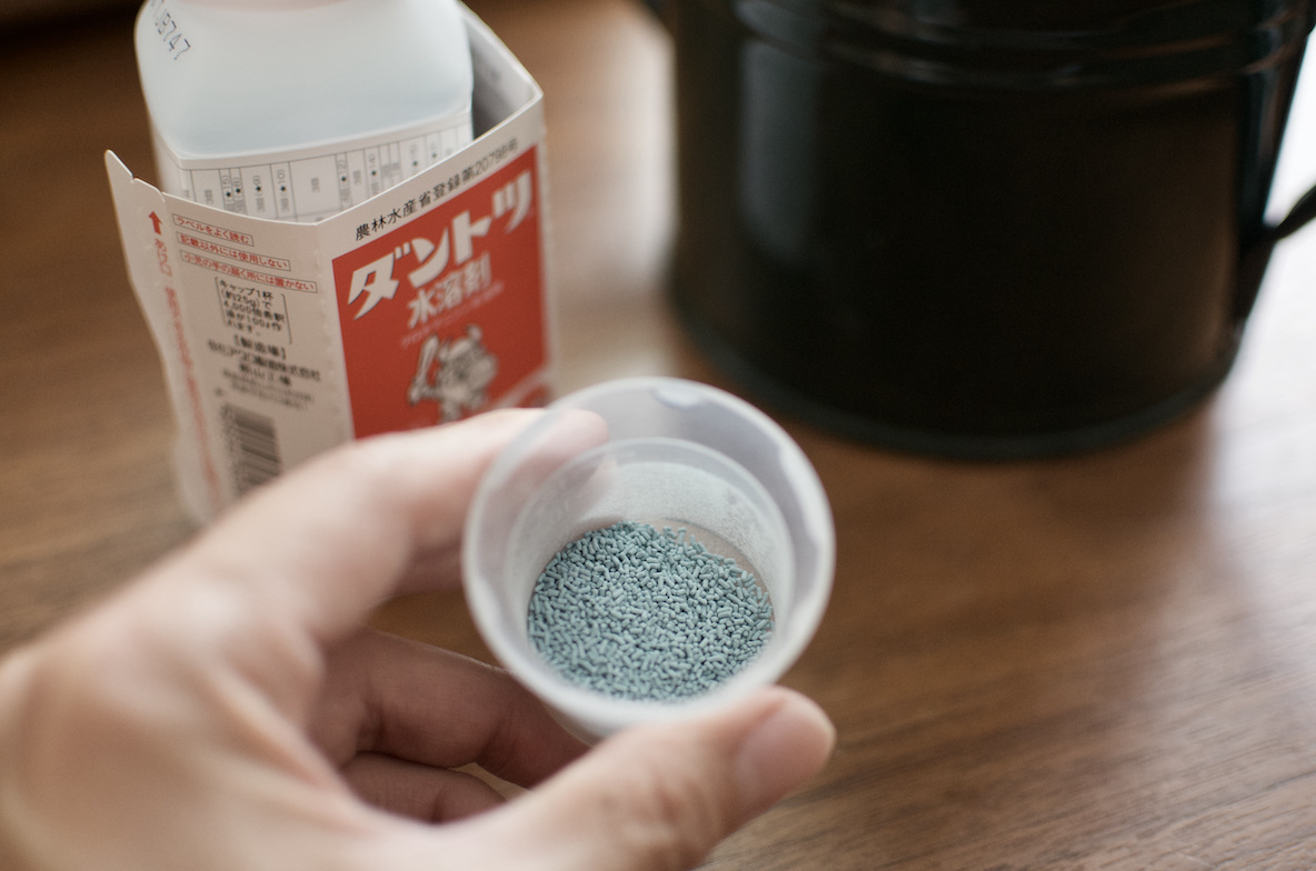 プチ家庭菜園 は無理なく楽しい 室内で植物を育てて ついでにおいしい薬味をゲットしよう Roomie ルーミー