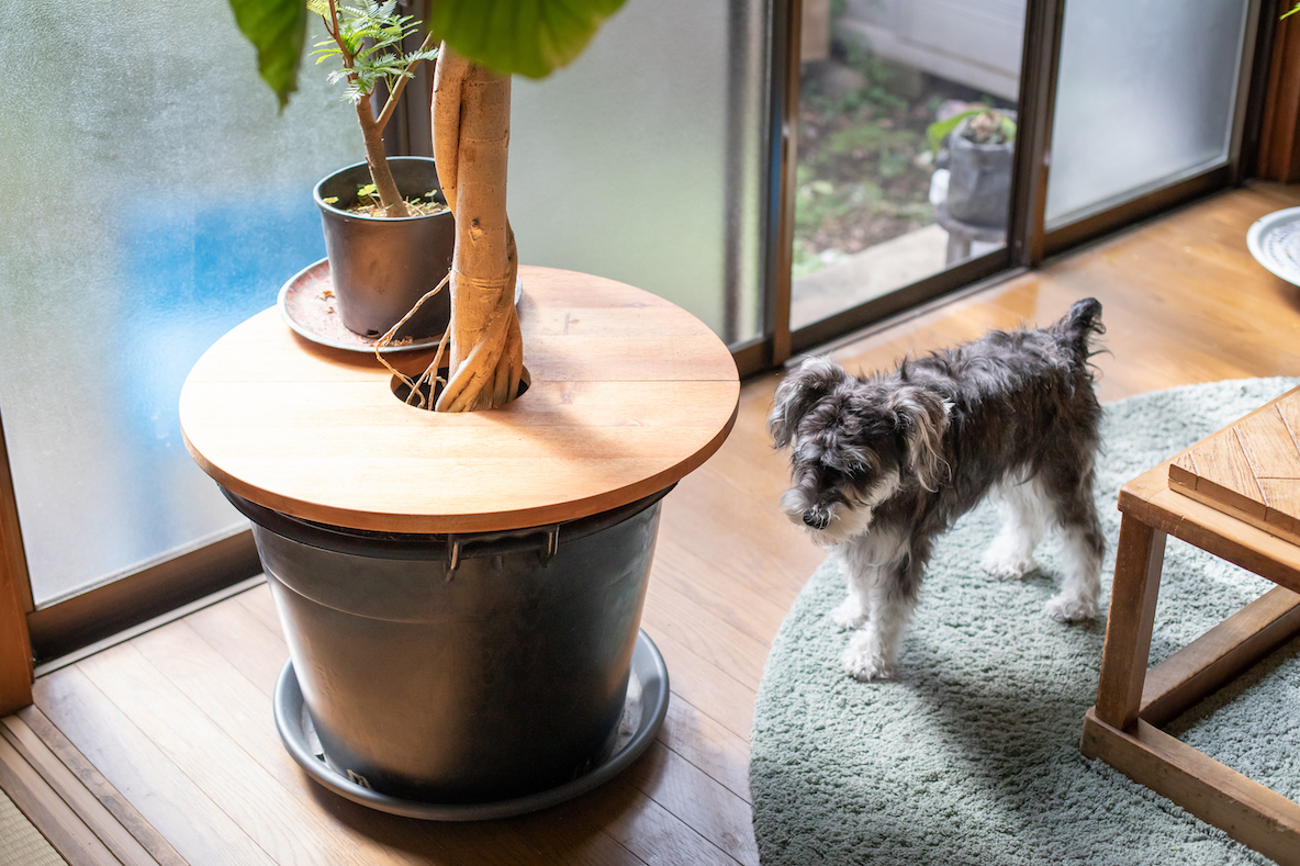 観葉植物のディスプレイアイデア3選 みんなの部屋 Roomie ルーミー