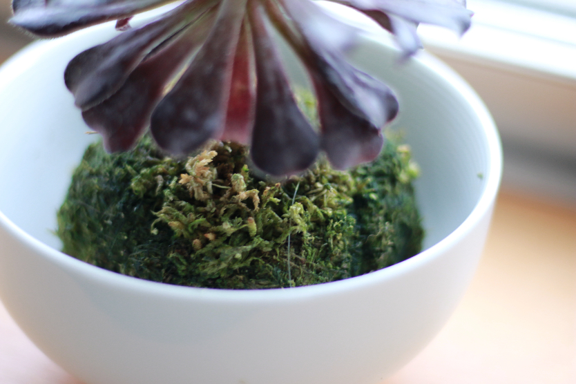 水やりは月1でok 無印良品の 苔玉 は ハーブを枯らしたことのある私にピッタリのグリーンでした Roomie ルーミー