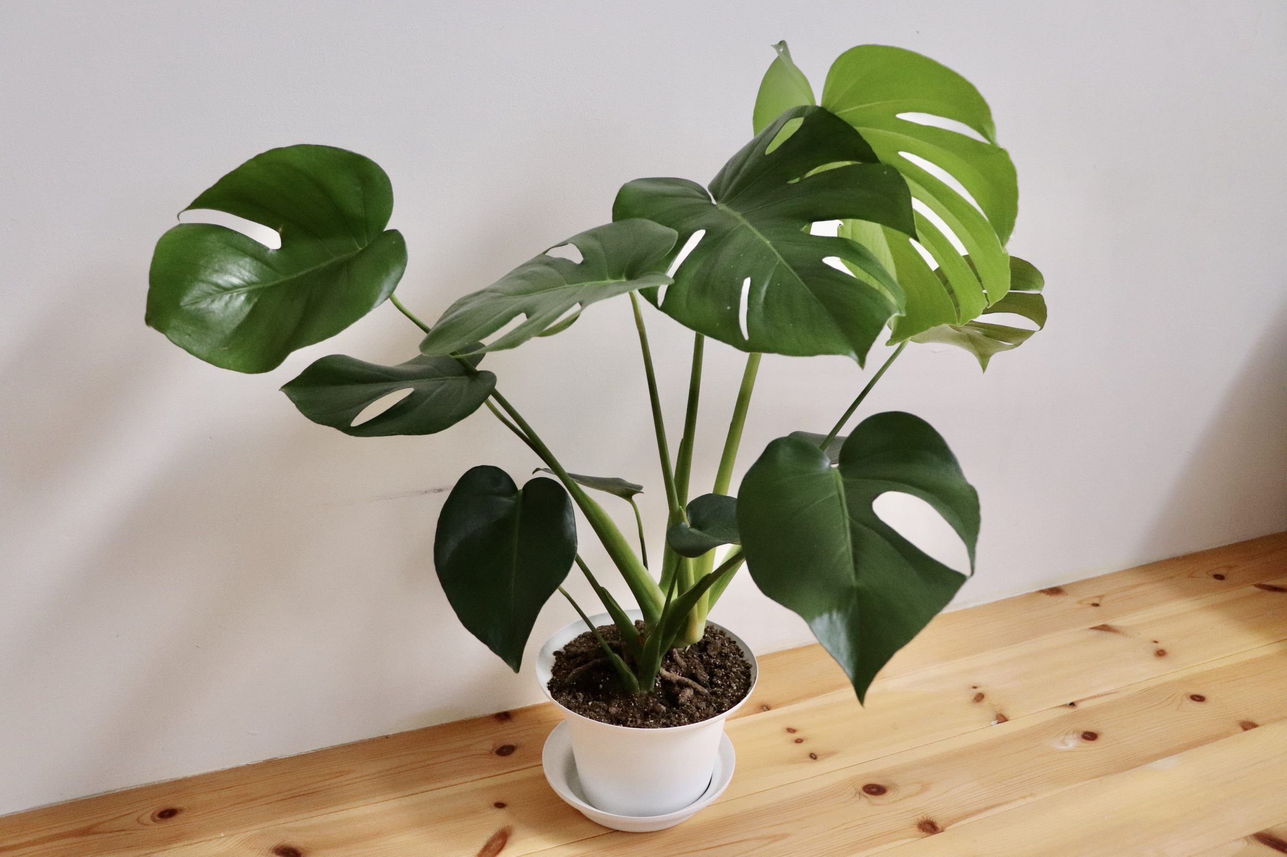 植物初心者には お世話が簡単で成長の早いikeaの モンステラ がおすすめ Roomie ルーミー
