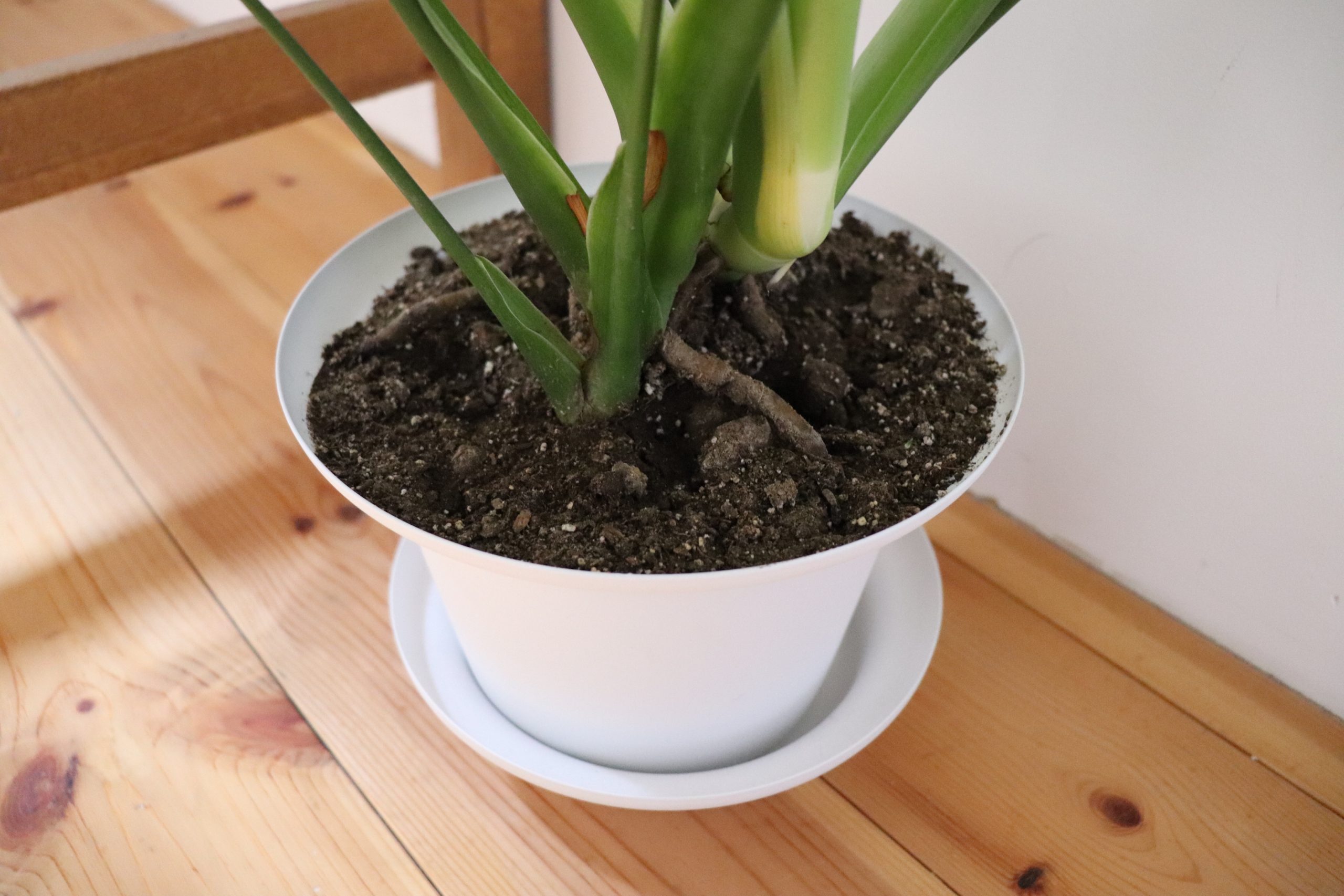 IKEA 「モンステラ」 土の部分