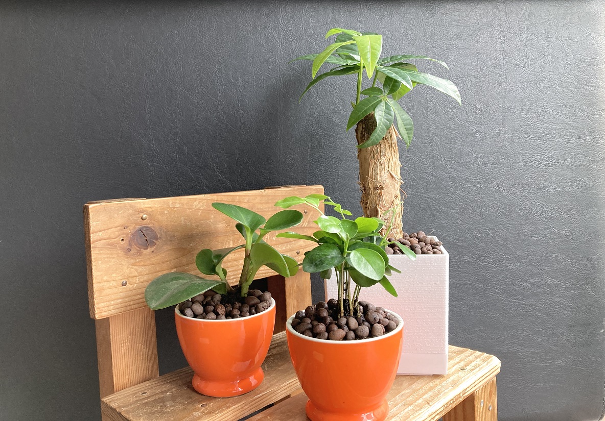 ダイソーの観葉植物で始める グリーンのある暮らし 初心者でも取り入れやすい理由は 値段だけじゃなかった Roomie ルーミー