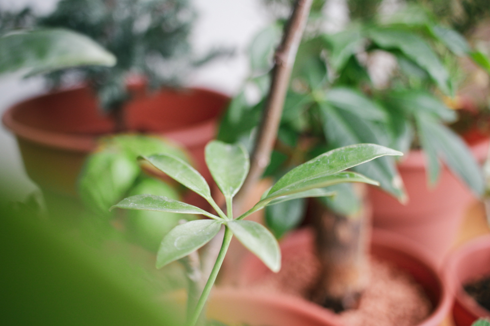 観葉植物の虫対策って プロ直伝 虫対策 とおすすめアイテム14選 Roomie ルーミー