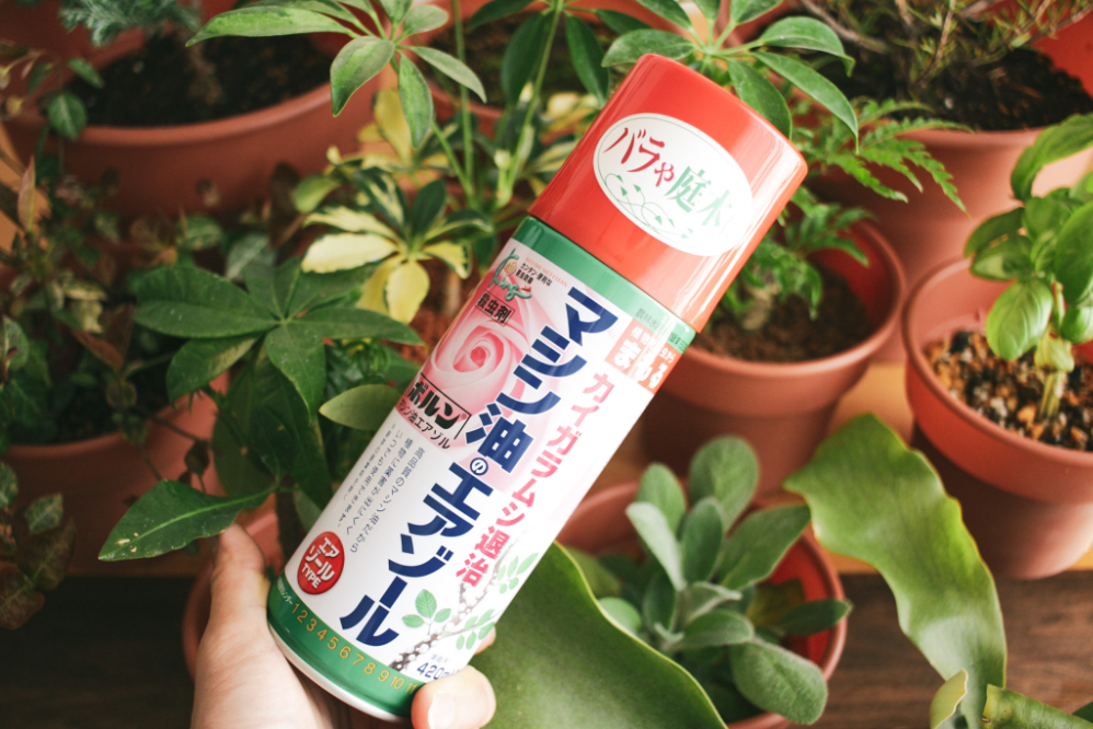 観葉植物の虫対策って プロ直伝 虫対策 とおすすめアイテム14選 Roomie ルーミー