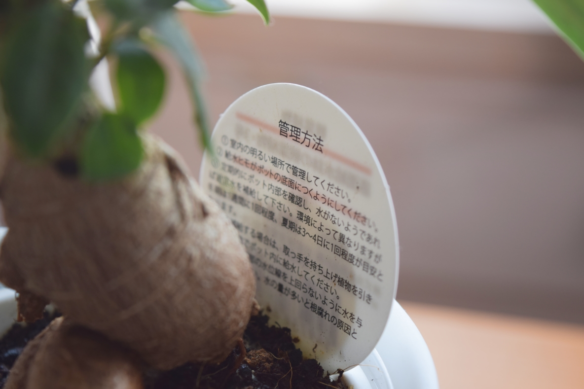無印良品の植物を買ってみた 水やりの量やタイミングが掴みやすい理由はね Roomie ルーミー