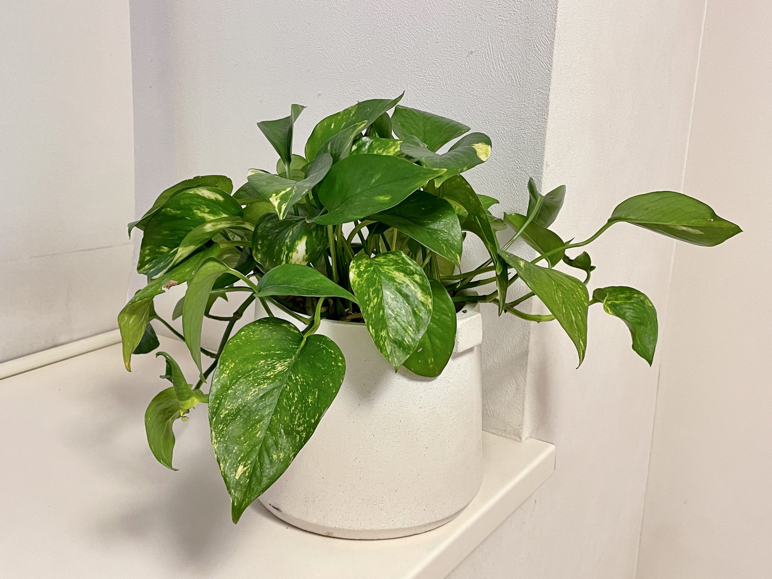 観葉植物初心者の私が枯らさずに育てられる理由は あるお店のおかげでした Roomie ルーミー