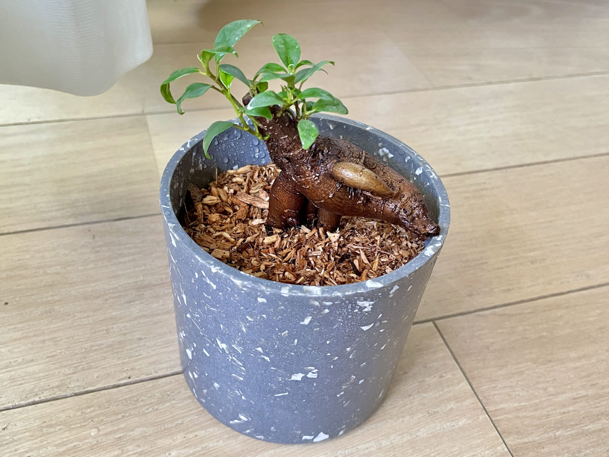植物初心者が水やりで失敗しないために スギベース を使うのがオススメ Roomie ルーミー