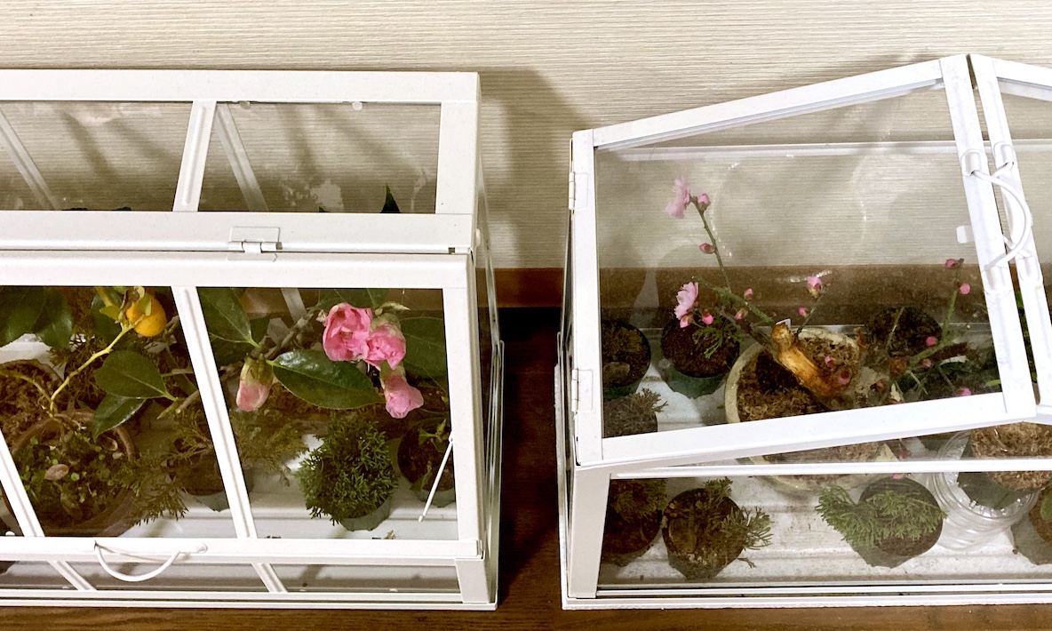 IKEAの「部屋にもおけるミニ温室」を買い足すなら、2〜3月が1番楽しい