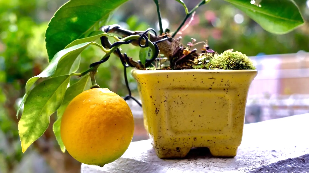 すだちにレモンにコブミカン！ いろんな柑橘類を「鉢植え」で育てるの