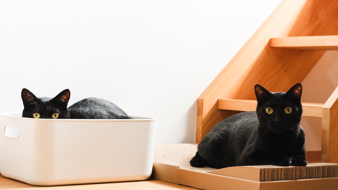 無印良品からついに登場した「2つの猫アイテム」が早くも猫の