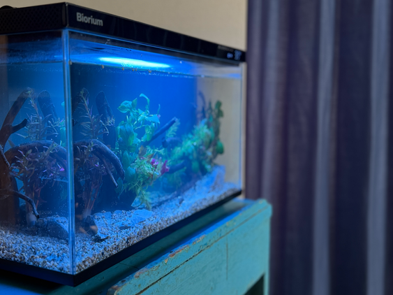 Biorium IoT搭載 クリアガラス 自動給餌機 スマート水槽 ‐ Biorium