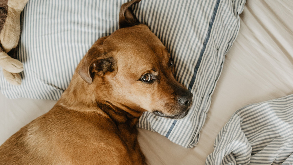 ruby-schmank-783773-unsplash