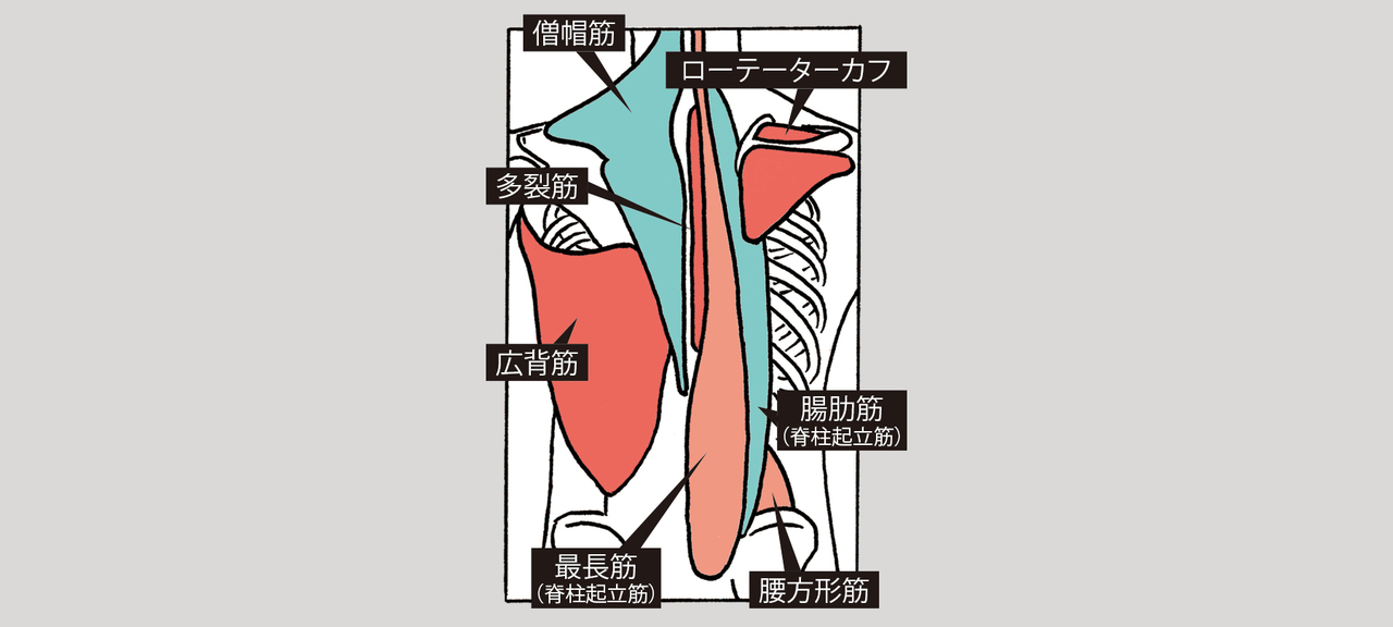 カラダ背面の筋肉や肩の細かい筋肉群