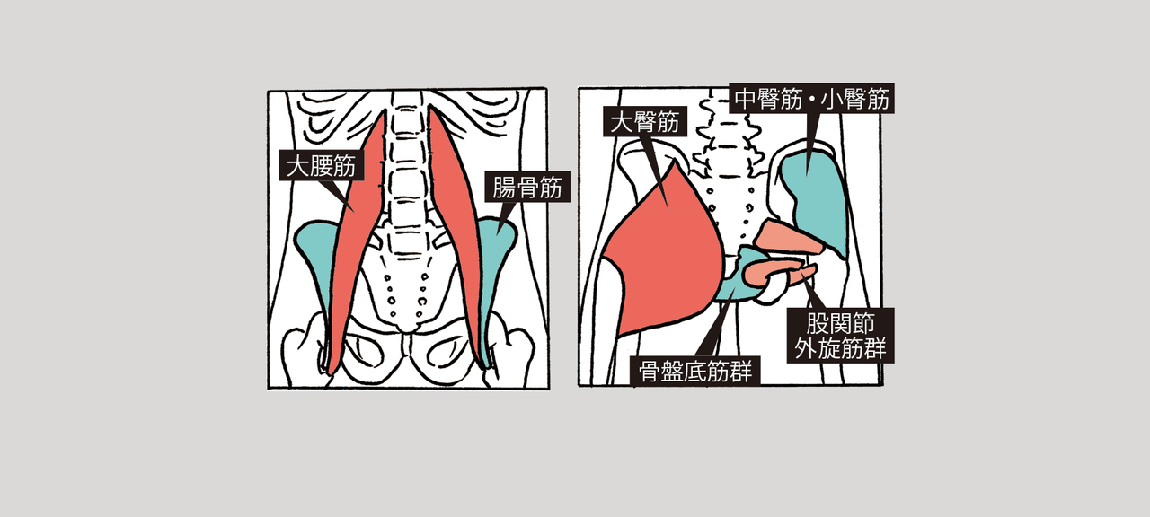背骨と太腿を繫ぐ腸腰筋(大腰筋+腸骨筋)、お尻の表層や深層の筋肉群